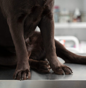 Šuniui staiga patino sąnarys? Veterinarai įspėja Šunų sanarių patinimas.