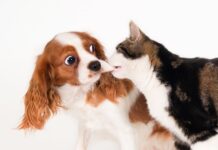 Mažai kas žino: šunys gali būti alergiški katėms Šuo alergiškas katėms.