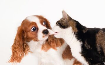 Mažai kas žino: šunys gali būti alergiški katėms Šuo alergiškas katėms.