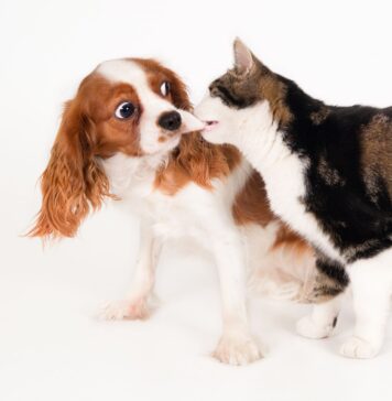 Mažai kas žino: šunys gali būti alergiški katėms Šuo alergiškas katėms.