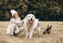 Šuo pavasarį meta daug kailio? Veterinarai paaiškina Šuo meta kailį pavasarį.