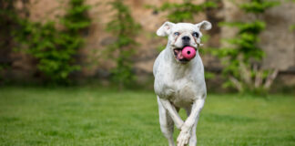 Kodėl kai kurie šunys nemoka atnešti kamuolio? Šuo nemoka atnešti kamuoliuko.