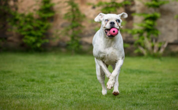 Kodėl kai kurie šunys nemoka atnešti kamuolio? Šuo nemoka atnešti kamuoliuko.