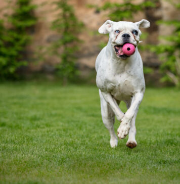 Kodėl kai kurie šunys nemoka atnešti kamuolio? Šuo nemoka atnešti kamuoliuko.
