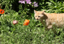 Svetimos katės gadina daržą? Ši pigi priemonė jas atbaidys visam laikui Svetimos katės darže.