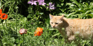 Svetimos katės gadina daržą? Ši pigi priemonė jas atbaidys visam laikui Svetimos katės darže.