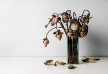 Neskubėkite išmesti tulpių: jos gali pamaitinti visus augalus Trąšos iš tulpių.