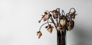 Neskubėkite išmesti tulpių: jos gali pamaitinti visus augalus Trąšos iš tulpių.