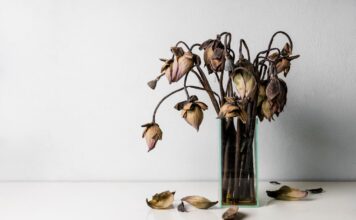 Neskubėkite išmesti tulpių: jos gali pamaitinti visus augalus Trąšos iš tulpių.