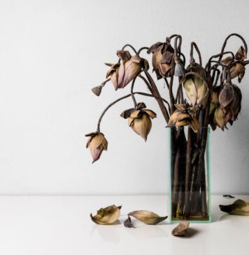 Neskubėkite išmesti tulpių: jos gali pamaitinti visus augalus Trąšos iš tulpių.