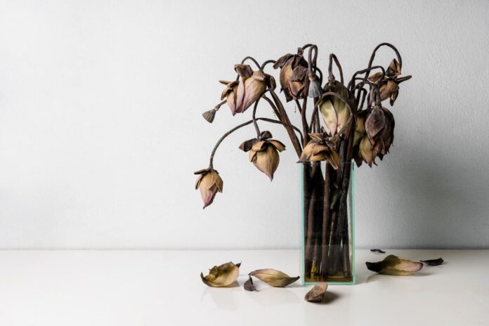 trasos-is-tulpiu Trąšos iš tulpių.