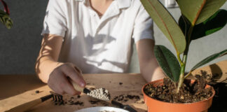 Kas neleidžia augalams įsisavinti trąšų: dažna sodininkų klaida Trąšų įsisavinimas.