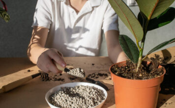 Kas neleidžia augalams įsisavinti trąšų: dažna sodininkų klaida Trąšų įsisavinimas.