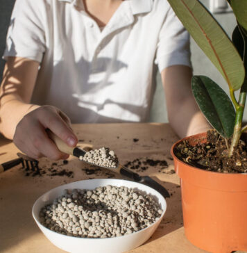 Kas neleidžia augalams įsisavinti trąšų: dažna sodininkų klaida Trąšų įsisavinimas.