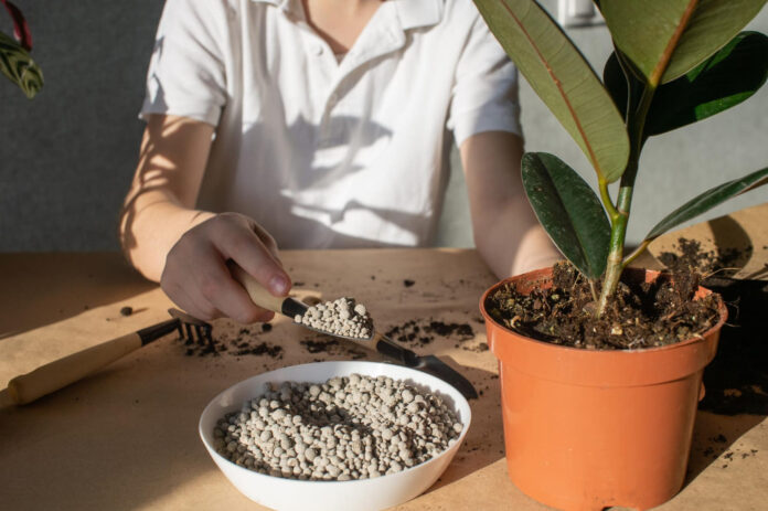 trasu-isisavinimas Trąšų įsisavinimas.