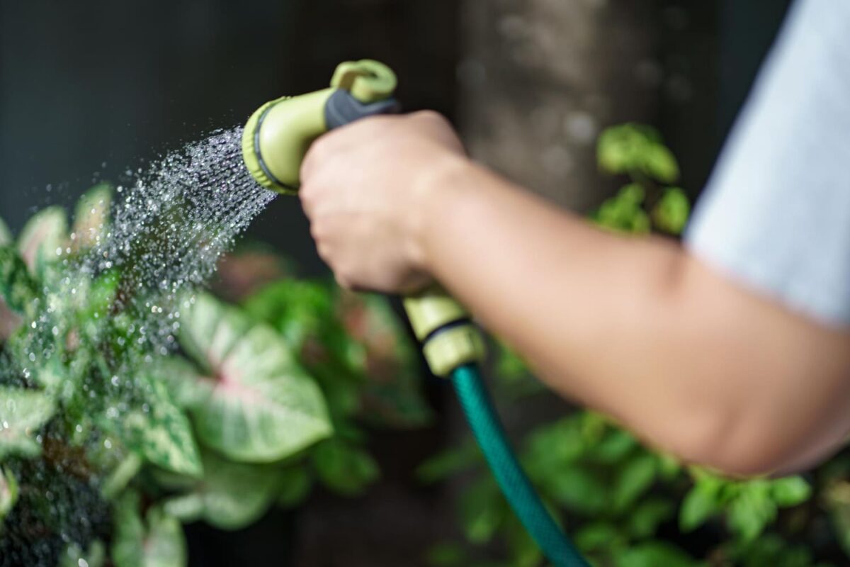 Trąšų įsisavinimas. Žmogus laisto savo daržą.