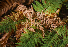 Sodininkai daro šią klaidą: dėl jos tujos pavasarį paruduoja Tujų rudavimas po žiemos.