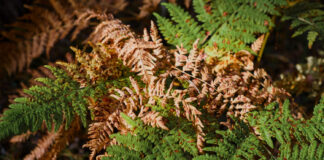 Sodininkai daro šią klaidą: dėl jos tujos pavasarį paruduoja Tujų rudavimas po žiemos.