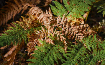 Sodininkai daro šią klaidą: dėl jos tujos pavasarį paruduoja Tujų rudavimas po žiemos.