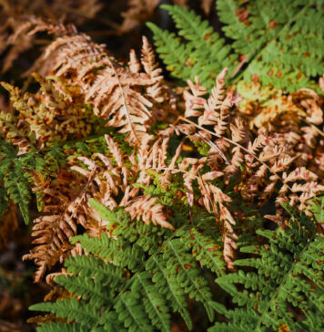 Sodininkai daro šią klaidą: dėl jos tujos pavasarį paruduoja Tujų rudavimas po žiemos.