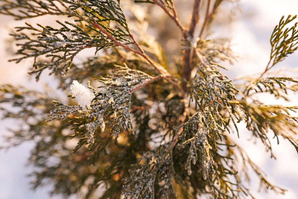 Tujų rudavimas po žiemos. Tujos prie kelio dažnai kenčia daugiau.