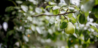 Pavėsyje niekas neauga? Šie vaismedžiai pavėsiui jus nustebins Vaismedžiai pavėsiui.