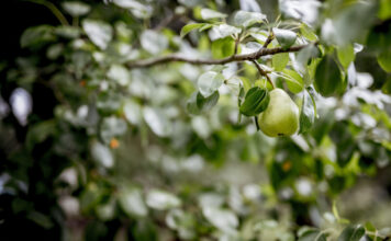 Pavėsyje niekas neauga? Šie vaismedžiai pavėsiui jus nustebins Vaismedžiai pavėsiui.