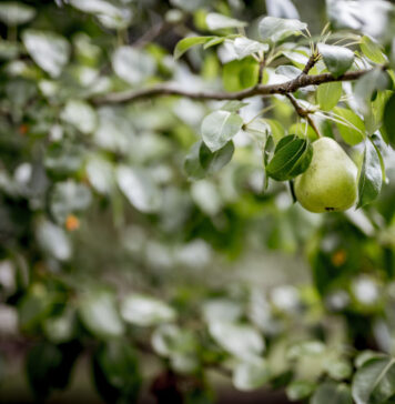 Pavėsyje niekas neauga? Šie vaismedžiai pavėsiui jus nustebins Vaismedžiai pavėsiui.