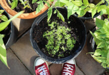 Vermikulitas sodininkystėje ir daržininkystėje: naudojimas ir nauda Vermikulitas sodininkysteje.