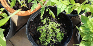 Vermikulitas sodininkystėje ir daržininkystėje: naudojimas ir nauda Vermikulitas sodininkysteje.