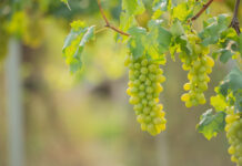 Vynuogės augs kaip pietuose: svarbiausi patarimai kiekvienam sodininkui Vynuogių auginimas.