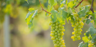 Vynuogės augs kaip pietuose: svarbiausi patarimai kiekvienam sodininkui Vynuogių auginimas.