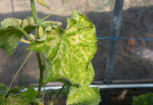 Jei agurkų lapai gelsta, nedelskite: šis paprastas veiksmas dažnai padeda per kelias dienas Agurkų lapų geltimo priežastys.