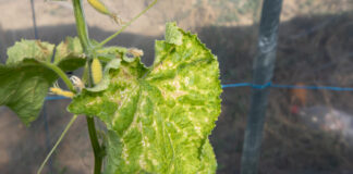 Jei agurkų lapai gelsta, nedelskite: šis paprastas veiksmas dažnai padeda per kelias dienas Agurkų lapų geltimo priežastys.