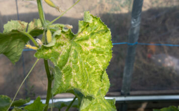 Jei agurkų lapai gelsta, nedelskite: šis paprastas veiksmas dažnai padeda per kelias dienas Agurkų lapų geltimo priežastys.