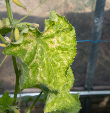 Jei agurkų lapai gelsta, nedelskite: šis paprastas veiksmas dažnai padeda per kelias dienas Agurkų lapų geltimo priežastys.