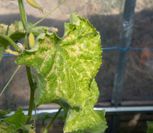 Jei agurkų lapai gelsta, nedelskite: šis paprastas veiksmas dažnai padeda per kelias dienas Agurkų lapų geltimo priežastys.