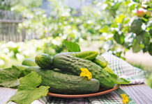 Agurkai „sprogsta“ derliumi: viskas dėl šio paprasto mišinio Agurkų trešimas natūraliu tirpalu.