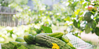 Agurkai „sprogsta“ derliumi: viskas dėl šio paprasto mišinio Agurkų trešimas natūraliu tirpalu.