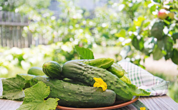 Agurkai „sprogsta“ derliumi: viskas dėl šio paprasto mišinio Agurkų trešimas natūraliu tirpalu.