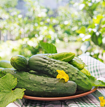 Agurkai „sprogsta“ derliumi: viskas dėl šio paprasto mišinio Agurkų trešimas natūraliu tirpalu.