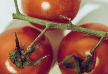 Pomidorai vysta? Šis arbatos purškalas gali juos atgaivinti per naktį Arbatos purškalas pomidorams.