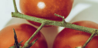 Pomidorai vysta? Šis arbatos purškalas gali juos atgaivinti per naktį Arbatos purškalas pomidorams.