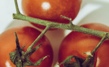 Pomidorai vysta? Šis arbatos purškalas gali juos atgaivinti per naktį Arbatos purškalas pomidorams.