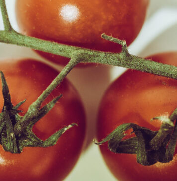 Pomidorai vysta? Šis arbatos purškalas gali juos atgaivinti per naktį Arbatos purškalas pomidorams.