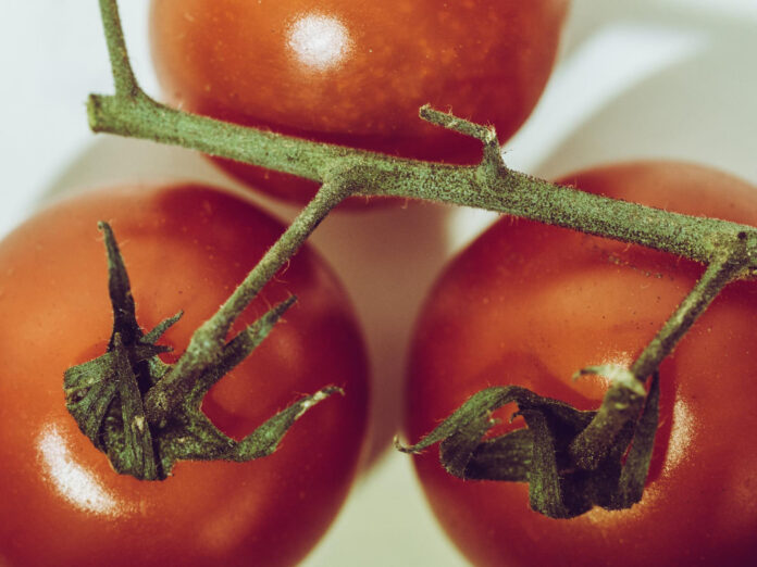 arbatos-purskalas-pomidorams Arbatos purškalas pomidorams.