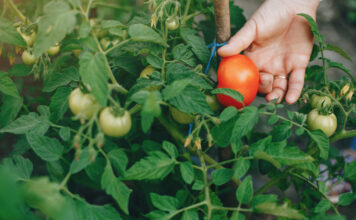Šių augalų niekada nesodinkite šalia pomidorų – derliaus neliks Augalai netinka šalia pomidorų.