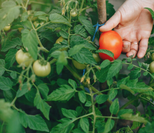 Šių augalų niekada nesodinkite šalia pomidorų – derliaus neliks Augalai netinka šalia pomidorų.