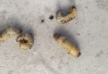 Radote baltų kirmėlių dirvoje? Štai kodėl jos pavojingos ir ką daryti Baltos kirmelės dirvoje.