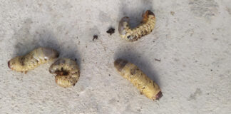 Radote baltų kirmėlių dirvoje? Štai kodėl jos pavojingos ir ką daryti Baltos kirmelės dirvoje.